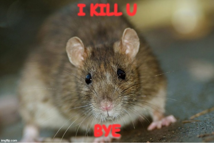 RAT | I KILL U; BYE | image tagged in rats | made w/ Imgflip meme maker