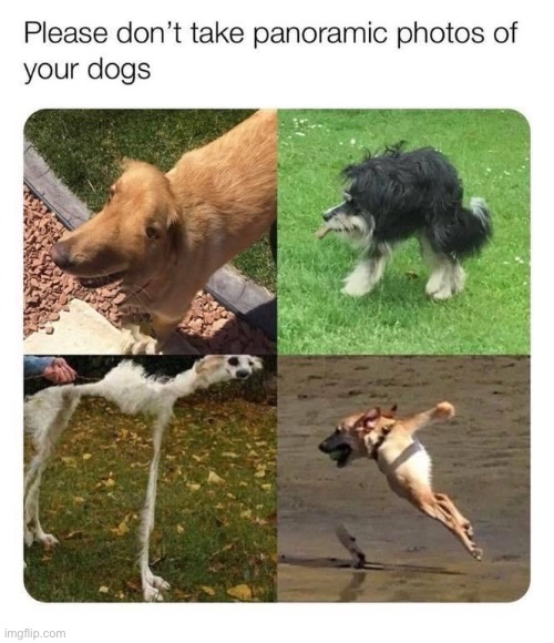 unsettling dogos | image tagged in dogs | made w/ Imgflip meme maker