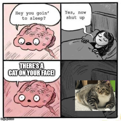 But you're warm and I want pets | THERE'S A CAT ON YOUR FACE! | image tagged in why brain keeps you awake,cats,fat cat,funny cats | made w/ Imgflip meme maker