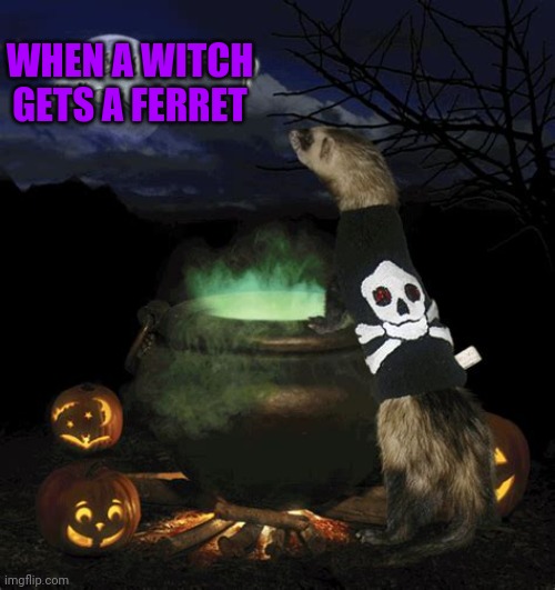 MAKING POISON | WHEN A WITCH GETS A FERRET | image tagged in witch,cute animals,aww,spooktober | made w/ Imgflip meme maker