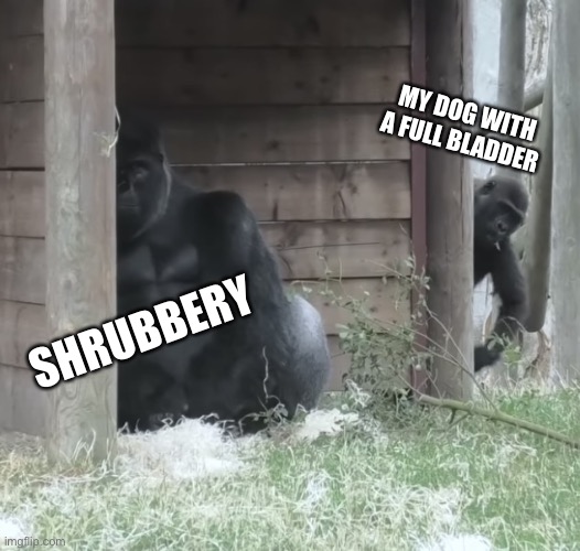 Sneaky Gorilla Kid | MY DOG WITH A FULL BLADDER; SHRUBBERY | image tagged in sneaky gorilla kid,dogs | made w/ Imgflip meme maker