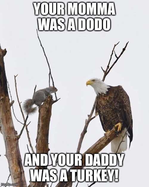 Squirrel and eagle | YOUR MOMMA WAS A DODO; AND YOUR DADDY WAS A TURKEY! | image tagged in squirrel and eagle | made w/ Imgflip meme maker