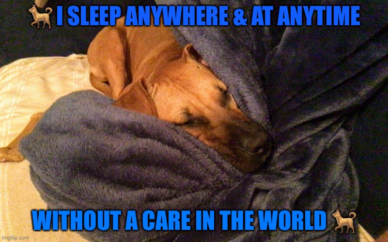 I work while Victoria sleeps | 🐕 I SLEEP ANYWHERE & AT ANYTIME; WITHOUT A CARE IN THE WORLD 🐕 | image tagged in cute dog | made w/ Imgflip meme maker