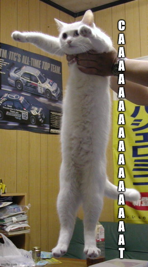 long cat | C
A
A
A
A
A
A
A
A
A
A
A
A
A
A
A
A
T | image tagged in long cat | made w/ Imgflip meme maker