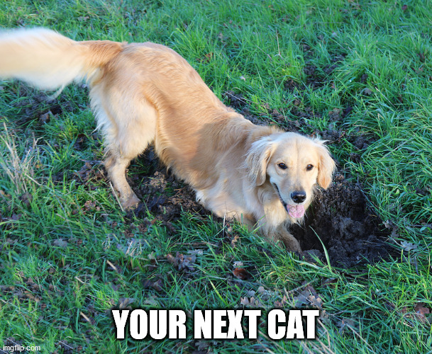 dog digging holes | YOUR NEXT CAT | image tagged in dog digging holes | made w/ Imgflip meme maker