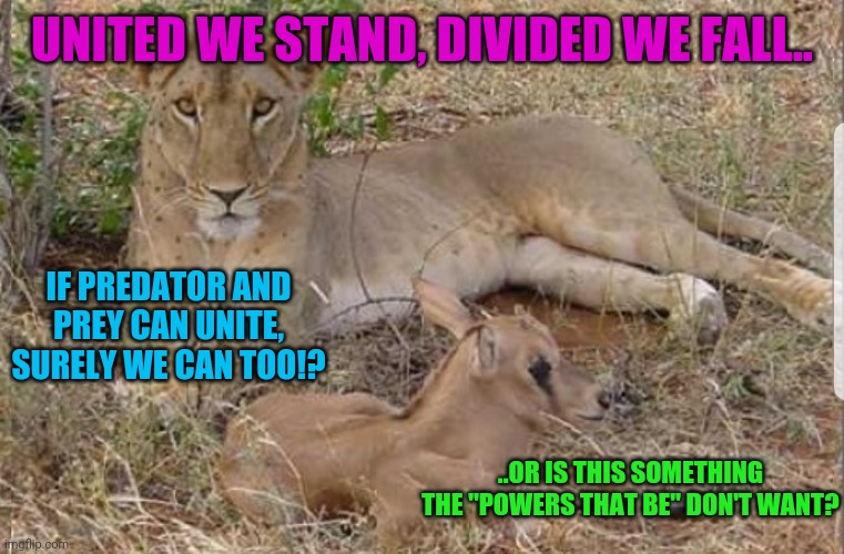 United we stand |  UNITED WE STAND, DIVIDED WE FALL.. IF PREDATOR AND PREY CAN UNITE, SURELY WE CAN TOO!? ..OR IS THIS SOMETHING THE "POWERS THAT BE" DON'T WANT? | image tagged in strength in numbers,the power of love and kindness,if predator and prey can unite so can we | made w/ Imgflip meme maker