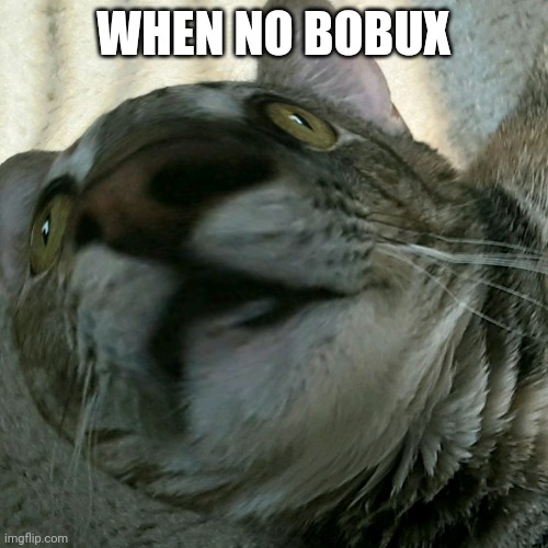 when something | WHEN NO BOBUX | image tagged in when something | made w/ Imgflip meme maker