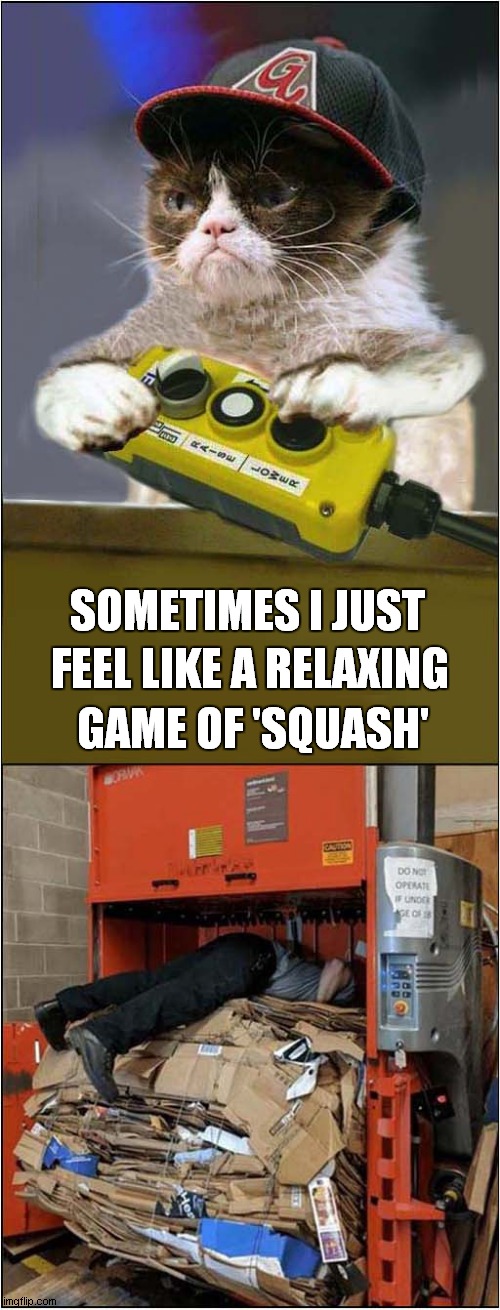 Grumpys Alternative Version of Squash | SOMETIMES I JUST; FEEL LIKE A RELAXING; GAME OF 'SQUASH' | image tagged in cats,grumpy cat,squash | made w/ Imgflip meme maker