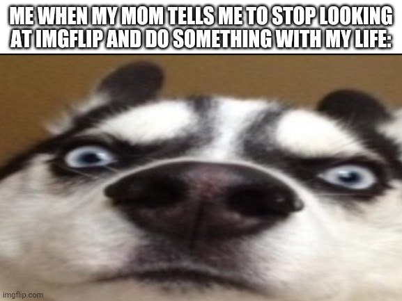 ME WHEN MY MOM TELLS ME TO STOP LOOKING AT IMGFLIP AND DO SOMETHING WITH MY LIFE: | image tagged in memes,dank memes | made w/ Imgflip meme maker