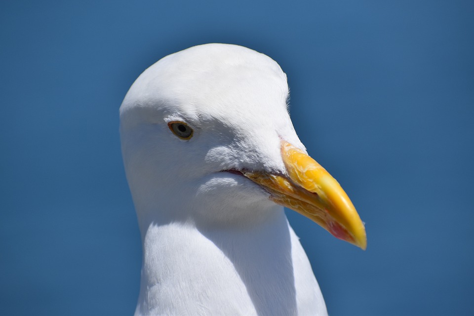 Goose Blank Meme Template