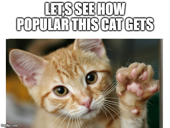LET,S SEE HOW POPULAR THIS CAT GETS | image tagged in cats | made w/ Imgflip meme maker