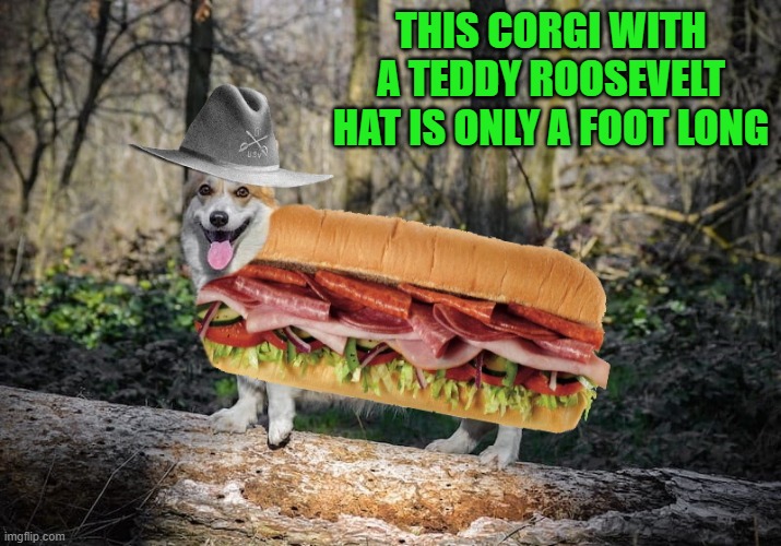 teddy roosevelt weekend! | THIS CORGI WITH A TEDDY ROOSEVELT HAT IS ONLY A FOOT LONG | image tagged in corgi,teddy roosevelt,kewlew | made w/ Imgflip meme maker
