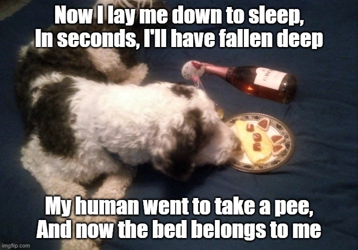 Dog bed | Now I lay me down to sleep,
In seconds, I'll have fallen deep; My human went to take a pee,
And now the bed belongs to me | image tagged in funny animals,funny dogs | made w/ Imgflip meme maker