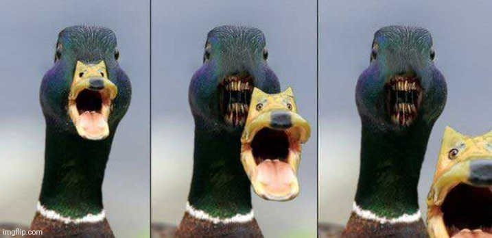 SPOOKY | image tagged in ducks,spooktober | made w/ Imgflip meme maker