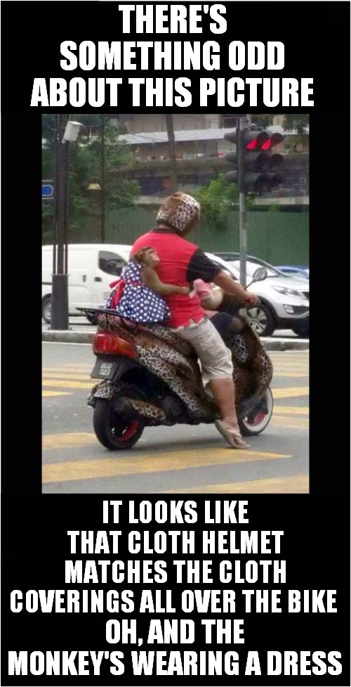 There's Something You Don't See Everyday | THERE'S SOMETHING ODD ABOUT THIS PICTURE; IT LOOKS LIKE THAT CLOTH HELMET MATCHES THE CLOTH COVERINGS ALL OVER THE BIKE; OH, AND THE MONKEY'S WEARING A DRESS | image tagged in fun,motorcycle,monkey,frontpage | made w/ Imgflip meme maker
