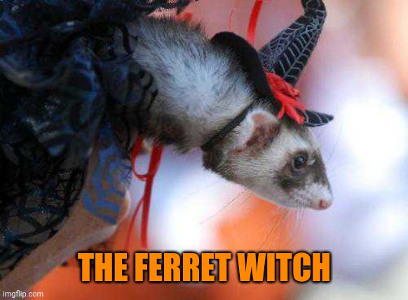 I WANT A FERRET NOW. | THE FERRET WITCH | image tagged in ferret,cute animals,halloween costume,halloween | made w/ Imgflip meme maker