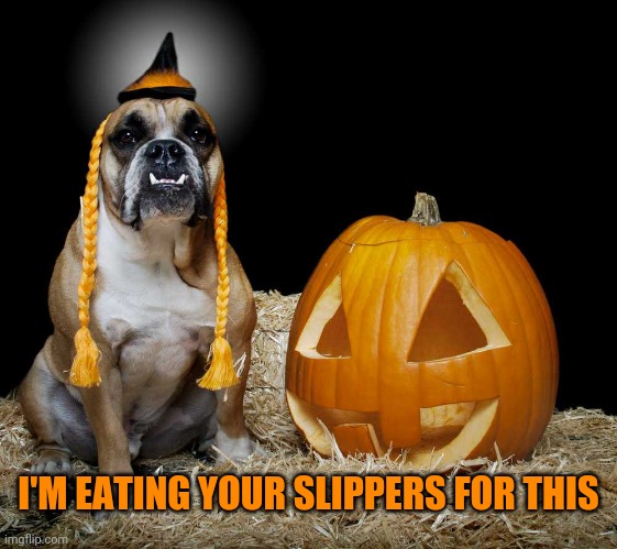 THAT DOG ISN'T HAPPY | I'M EATING YOUR SLIPPERS FOR THIS | image tagged in halloween costume,dogs,dog,pumpkin | made w/ Imgflip meme maker