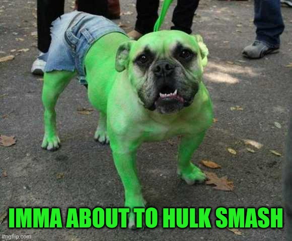 HULK THE DOG | IMMA ABOUT TO HULK SMASH | image tagged in dog,dogs,hulk,halloween costume | made w/ Imgflip meme maker