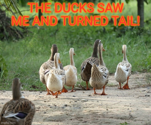 THE DUCKS SAW ME AND TURNED TAIL! | made w/ Imgflip meme maker