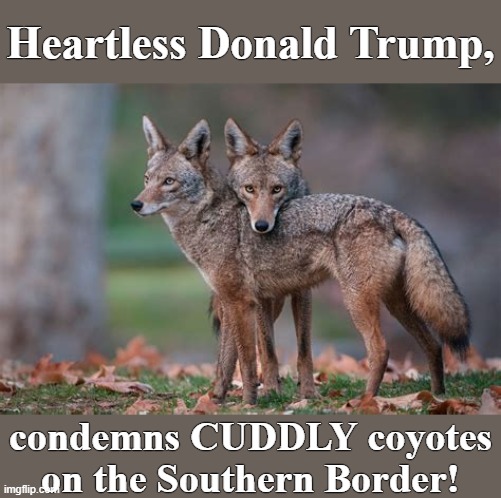 How dare he? | Heartless Donald Trump, condemns CUDDLY coyotes on the Southern Border! | image tagged in coyotes | made w/ Imgflip meme maker