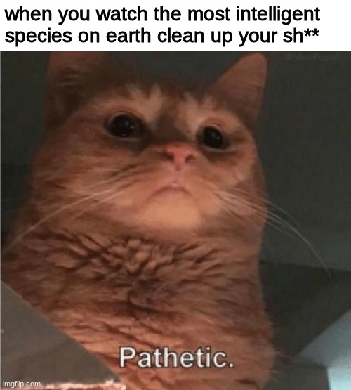 Pathetic Cat | when you watch the most intelligent species on earth clean up your sh** | image tagged in pathetic cat | made w/ Imgflip meme maker