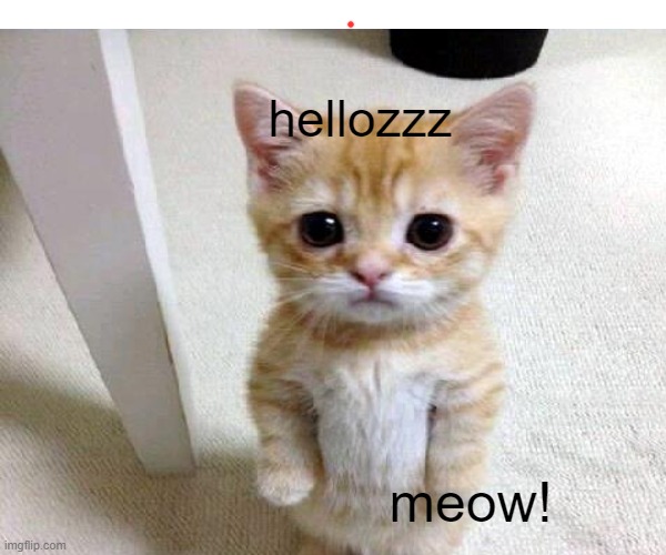 hellozzz; meow! | image tagged in cats | made w/ Imgflip meme maker