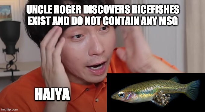 RiceFishes Exit and have no MSG |  UNCLE ROGER DISCOVERS RICEFISHES
EXIST AND DO NOT CONTAIN ANY MSG; HAIYA | image tagged in uncle roger,fish | made w/ Imgflip meme maker