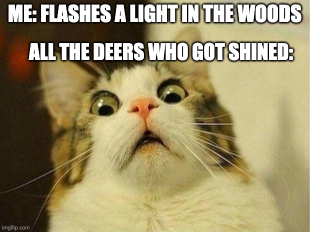 Scared Cat Meme | ME: FLASHES A LIGHT IN THE WOODS; ALL THE DEERS WHO GOT SHINED: | image tagged in memes,scared cat | made w/ Imgflip meme maker