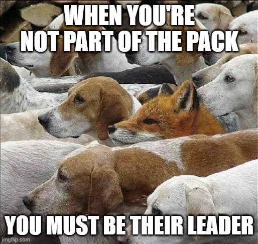 otherwise your the prey | WHEN YOU'RE NOT PART OF THE PACK; YOU MUST BE THEIR LEADER | image tagged in fox and hounds,leader,prey | made w/ Imgflip meme maker
