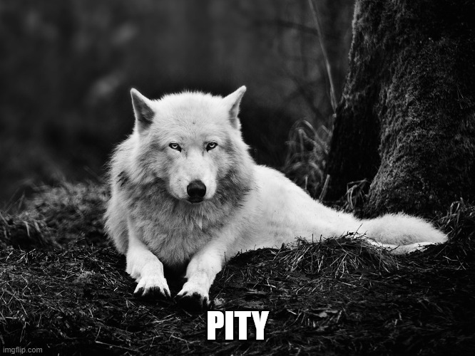 Snow Wolf | PITY | image tagged in snow wolf | made w/ Imgflip meme maker