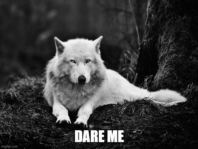 this is a terrible idea | DARE ME | image tagged in snow wolf,cool | made w/ Imgflip meme maker