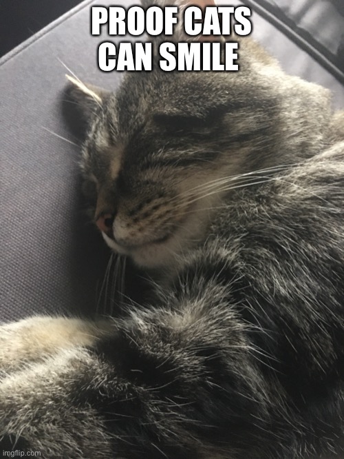 Ha proved you wrong | PROOF CATS CAN SMILE | image tagged in cats,smiling cat | made w/ Imgflip meme maker