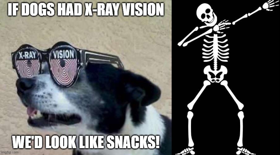 x-ray vision | IF DOGS HAD X-RAY VISION; WE'D LOOK LIKE SNACKS! | image tagged in funny,dad joke dog,halloween | made w/ Imgflip meme maker