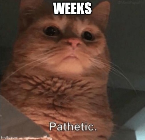 Pathetic Cat | WEEKS | image tagged in pathetic cat | made w/ Imgflip meme maker