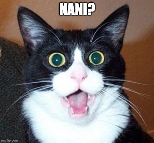 whoa cat | NANI? | image tagged in whoa cat | made w/ Imgflip meme maker
