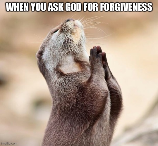 animal praying | WHEN YOU ASK GOD FOR FORGIVENESS | image tagged in animal praying | made w/ Imgflip meme maker