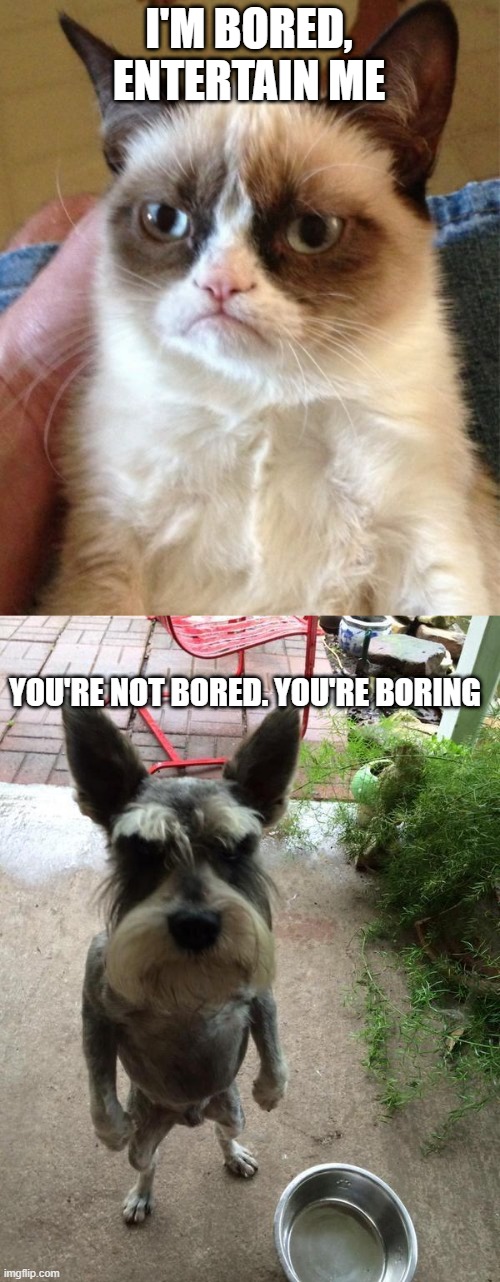 I'M BORED, ENTERTAIN ME; YOU'RE NOT BORED. YOU'RE BORING | image tagged in memes,grumpy cat,angry dog,dogs,cats,funny | made w/ Imgflip meme maker