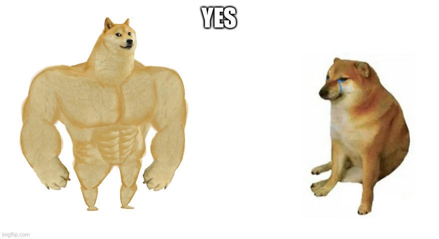 Buff Doge vs Crying Cheems | YES | image tagged in buff doge vs crying cheems | made w/ Imgflip meme maker