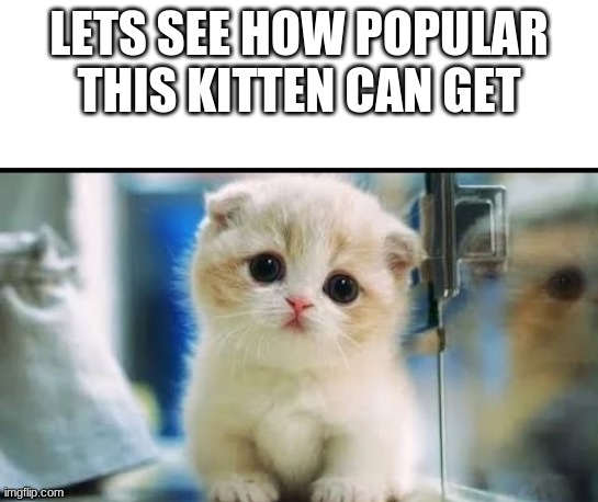im sorry just wanted to see if it worked | LETS SEE HOW POPULAR THIS KITTEN CAN GET | image tagged in cats,memes,i'm sorry,you're actually reading the tags,aww | made w/ Imgflip meme maker