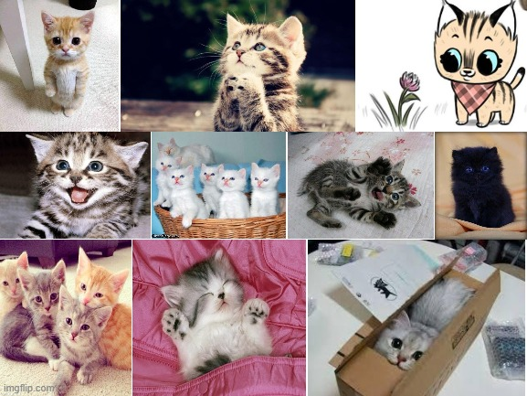Cute kittens Blank Meme Template