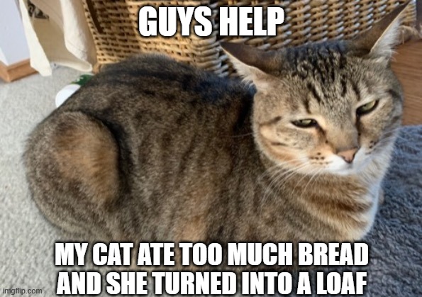 GUYS HELP; MY CAT ATE TOO MUCH BREAD AND SHE TURNED INTO A LOAF | image tagged in amber,cat loaf,chonk,cats | made w/ Imgflip meme maker