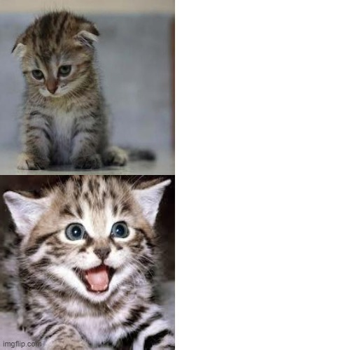 Sad Cat to Happy Cat Blank Meme Template