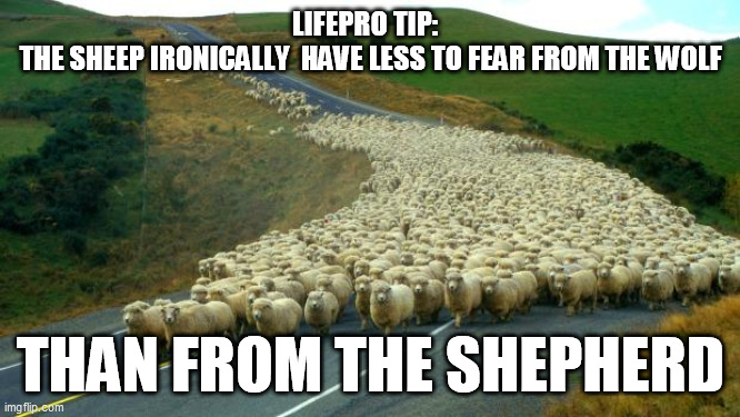 Good to take unusual perspectives on assumptions from time to time | LIFEPRO TIP:  
THE SHEEP IRONICALLY  HAVE LESS TO FEAR FROM THE WOLF; THAN FROM THE SHEPHERD | image tagged in sheep | made w/ Imgflip meme maker