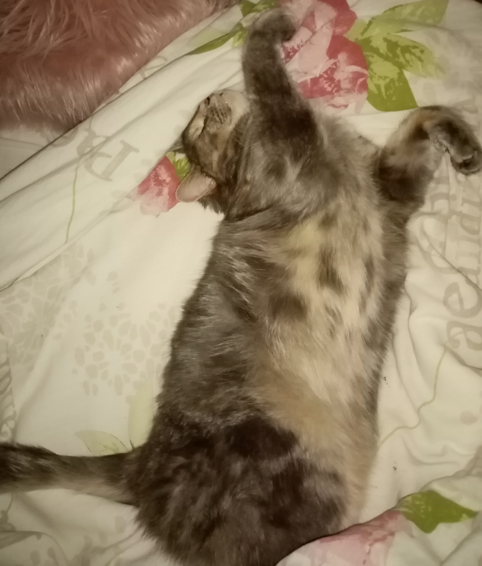 High Quality Sleeping cat Blank Meme Template