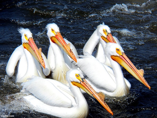 pelicans on the mississippi near where i live, Lock and dam # 14 | made w/ Imgflip meme maker
