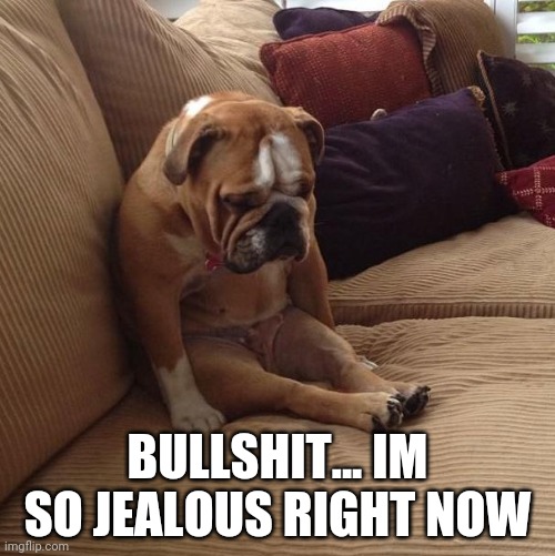 bulldogsad | BULLSHIT... IM SO JEALOUS RIGHT NOW | image tagged in bulldogsad | made w/ Imgflip meme maker