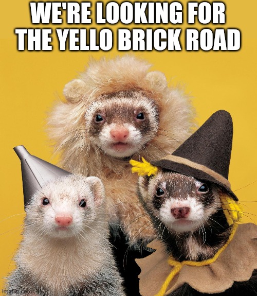 AWWW | WE'RE LOOKING FOR THE YELLO BRICK ROAD | image tagged in aww,cute animals,ferret | made w/ Imgflip meme maker