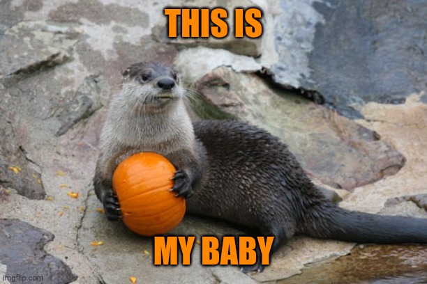BABY PUMPKIN | THIS IS; MY BABY | image tagged in pumpkin,otter,cute animals | made w/ Imgflip meme maker