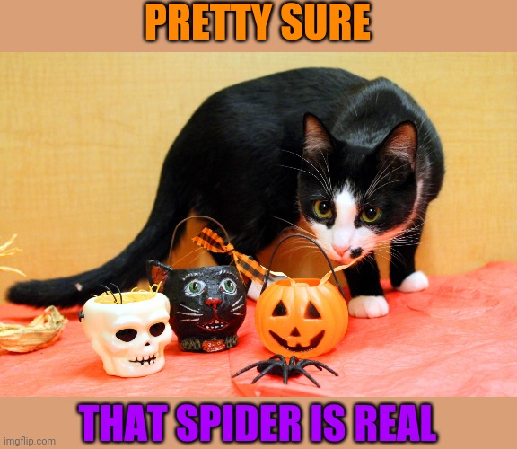 KITTY GONNA EAT THE SPIDER | PRETTY SURE; THAT SPIDER IS REAL | image tagged in cats,funny cats,halloween,spooktober | made w/ Imgflip meme maker