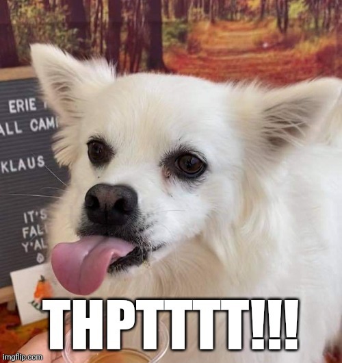 Thpttt | image tagged in tongue  dog | made w/ Imgflip meme maker